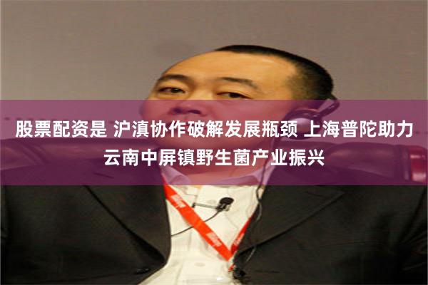 股票配资是 沪滇协作破解发展瓶颈 上海普陀助力云南中屏镇野生菌产业振兴