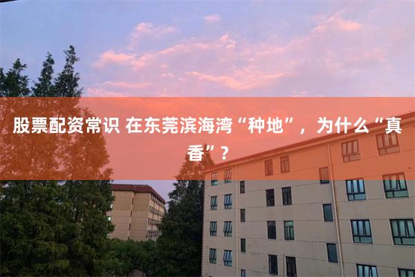 股票配资常识 在东莞滨海湾“种地”，为什么“真香”？
