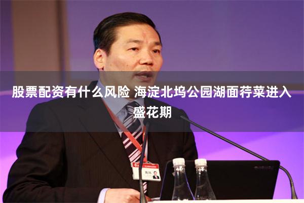股票配资有什么风险 海淀北坞公园湖面荇菜进入盛花期